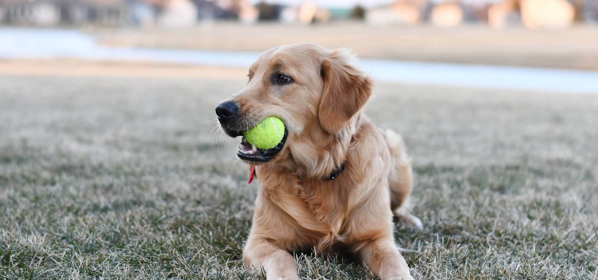 Pet Clinic in Portsmouth OH