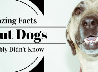 23 Amazing Facts About Dogs You Probably Didn&#039;t Know