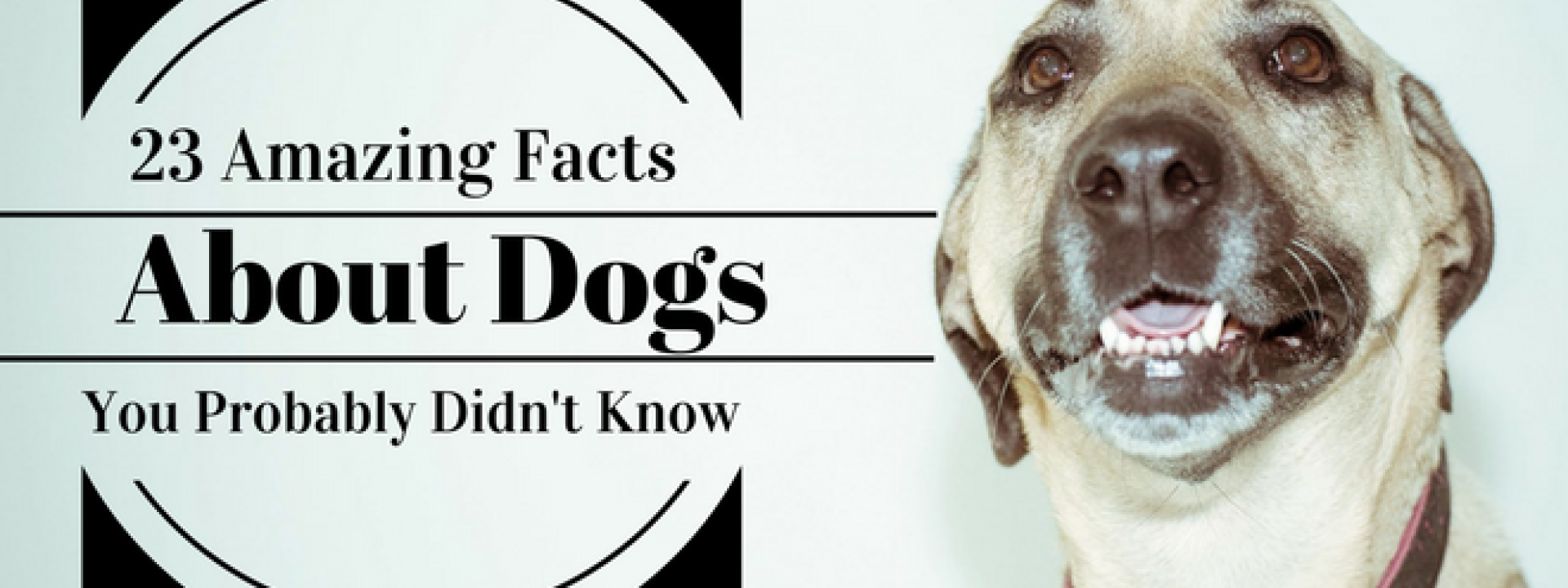 23 amazing facts about dogs